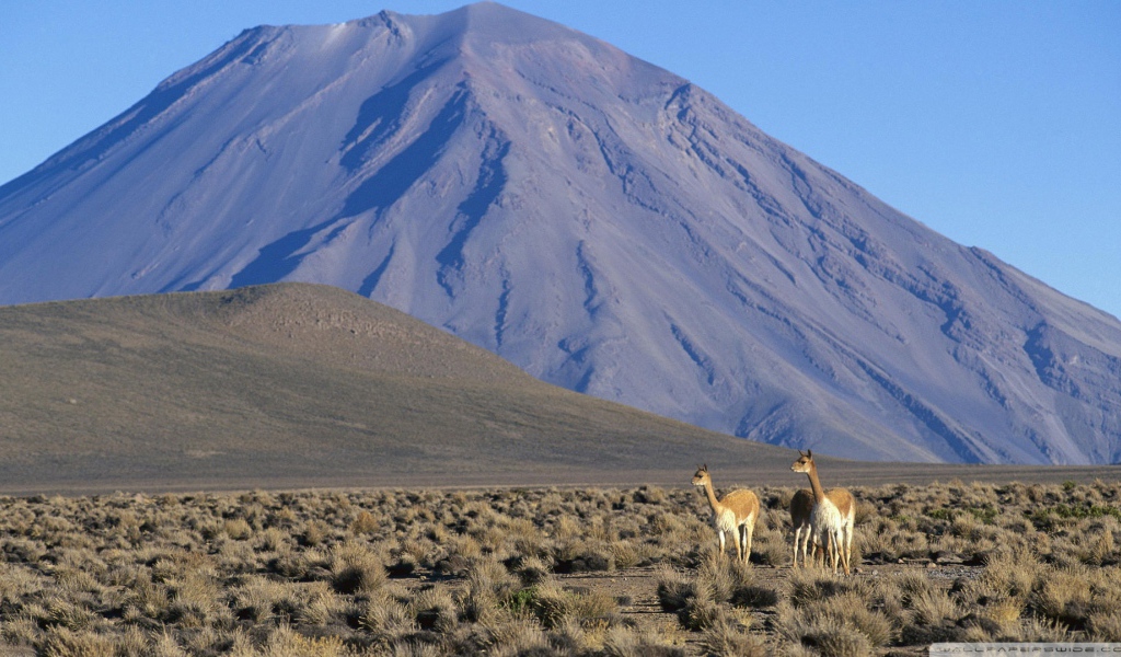 Ламы в Перу