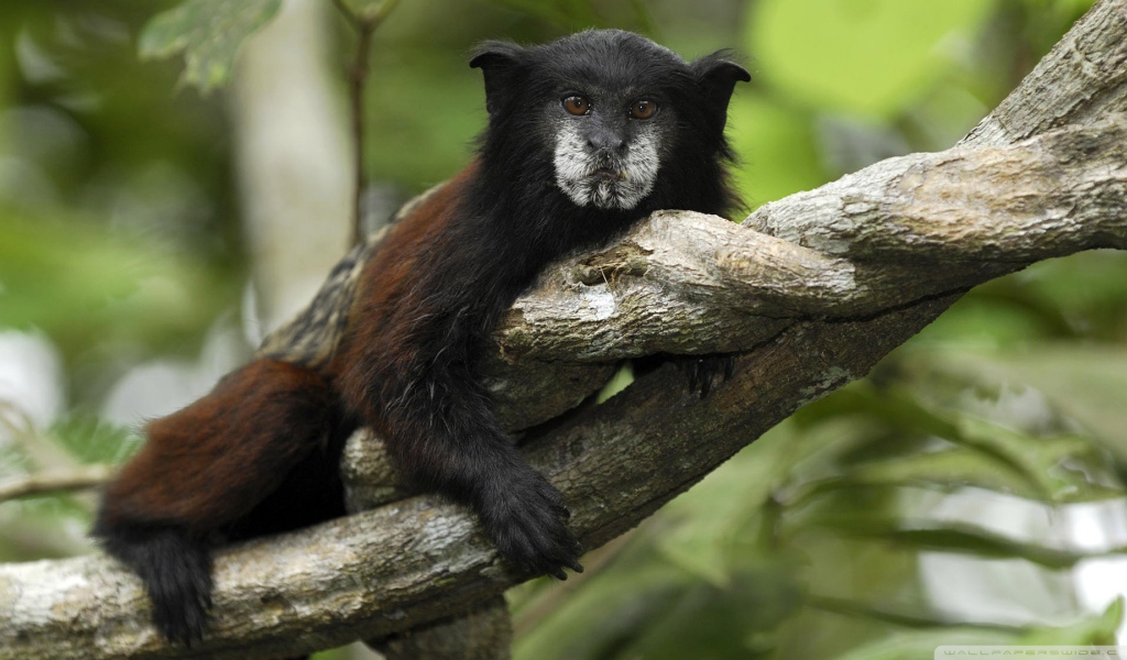 Обезьяна в джунглях Перу