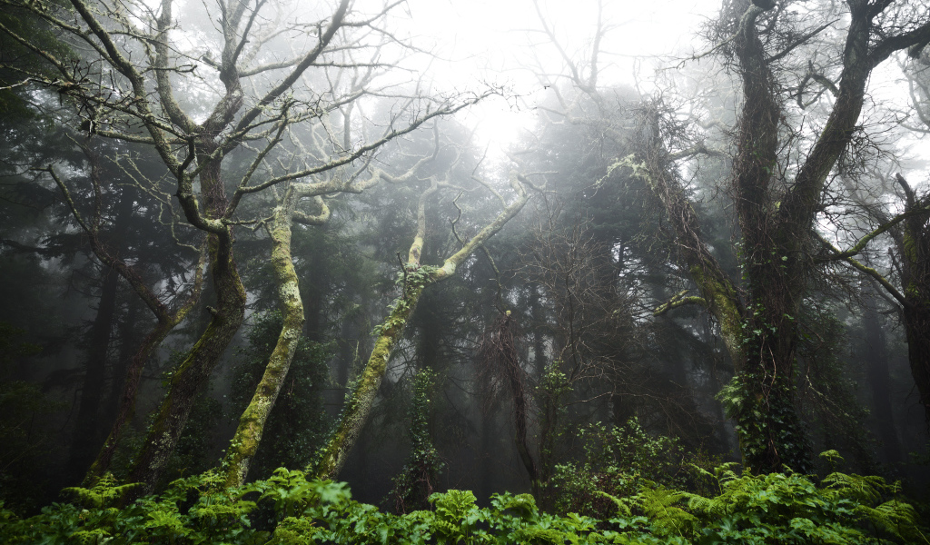 Тропический лес в Португалии