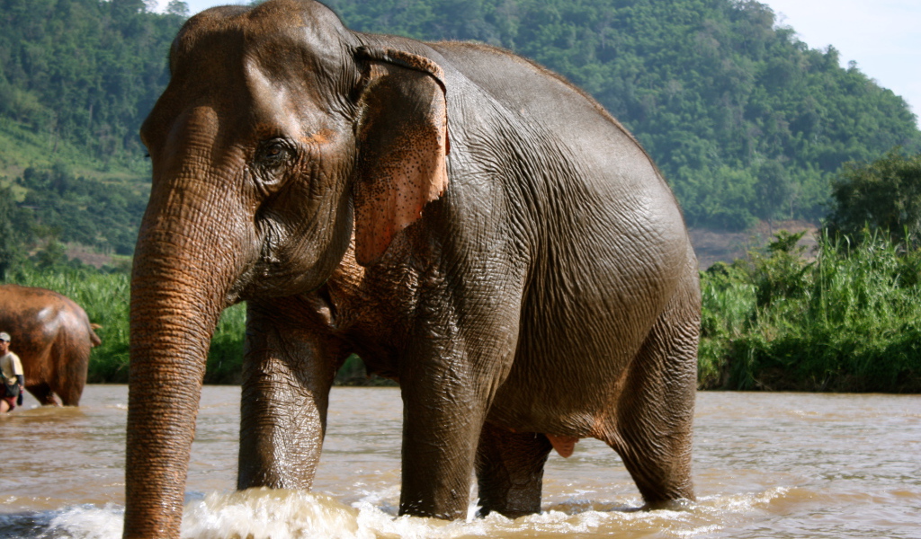 Купающийся слон на курорте Чианг Рай, Таиланд