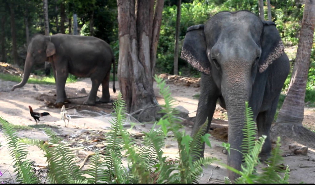 Слоны на берегу моря на острове Панган, Таиланд