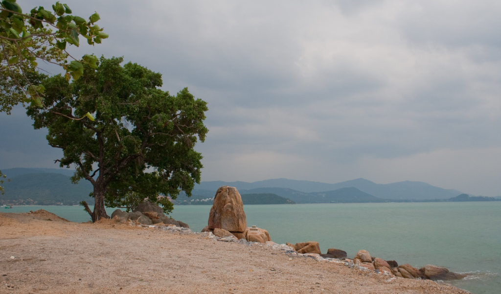 Lonely tree on the beach in the resort island of Koh Larn, Thailand