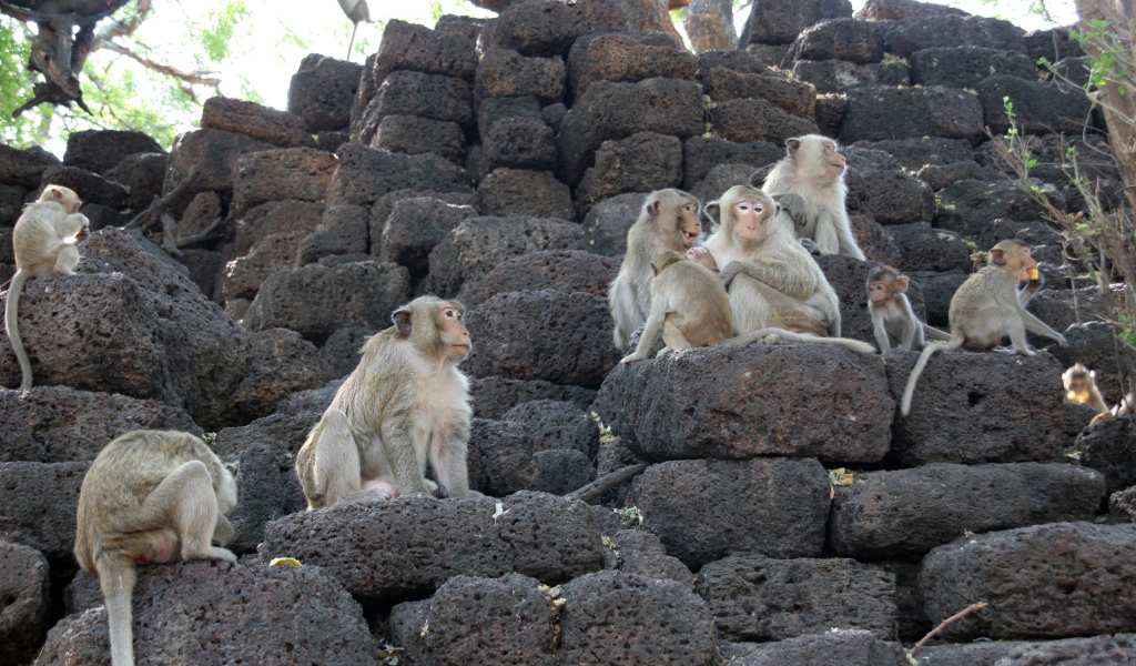 Обезьяны на камнях на курорте Лопбури, Таиланд