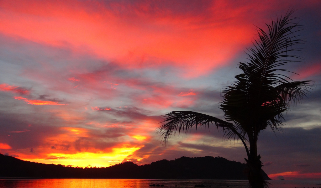 Пальма на фоне заката на острове Панган, Таиланд