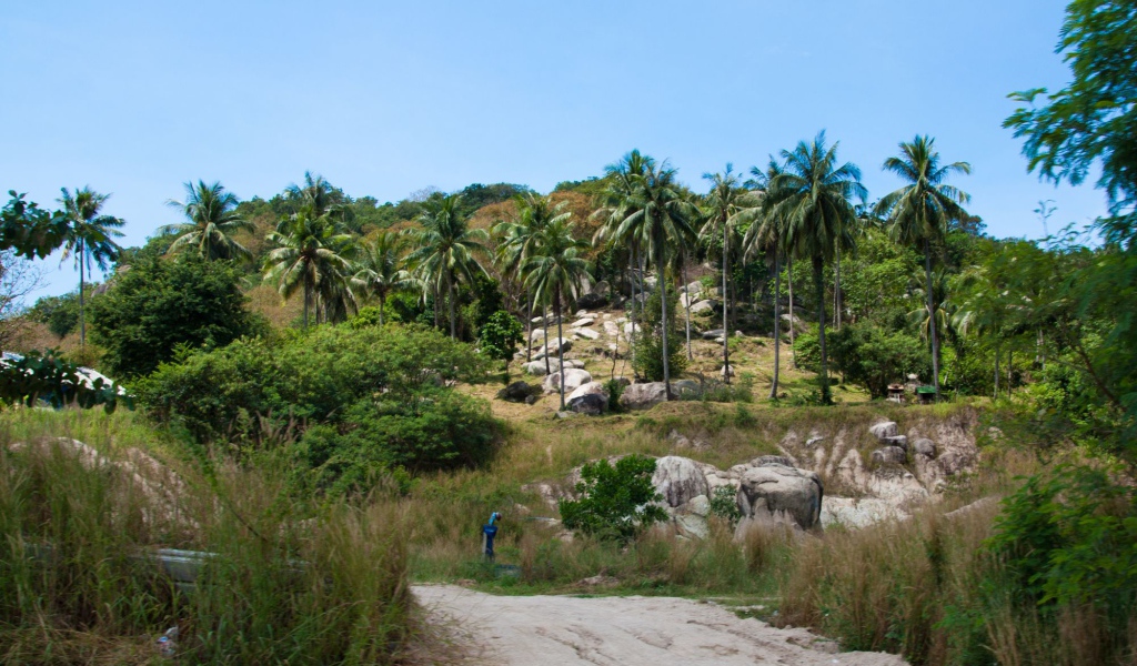 Пальмы на скале на острове Тао, Таиланд