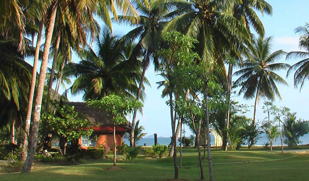 Пальмы на побережье на острове Чанг, Таиланд