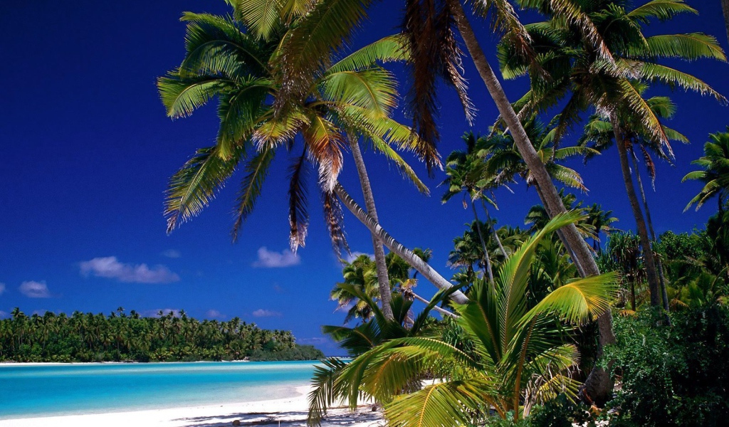 Пальмы на берегу на острове Тао, Таиланд