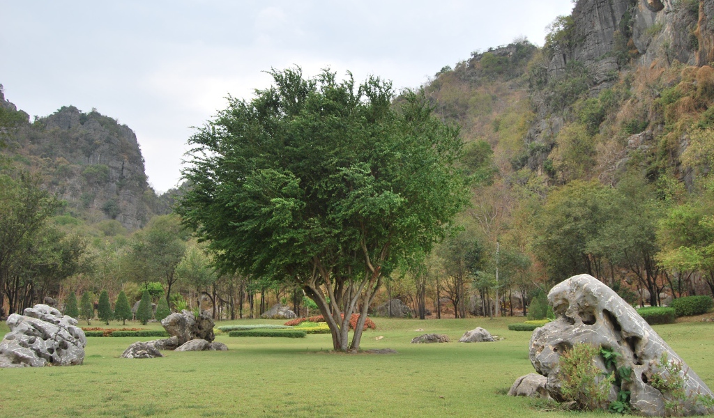 Дерево в парке на курорте Ча Ам, Таиланд
