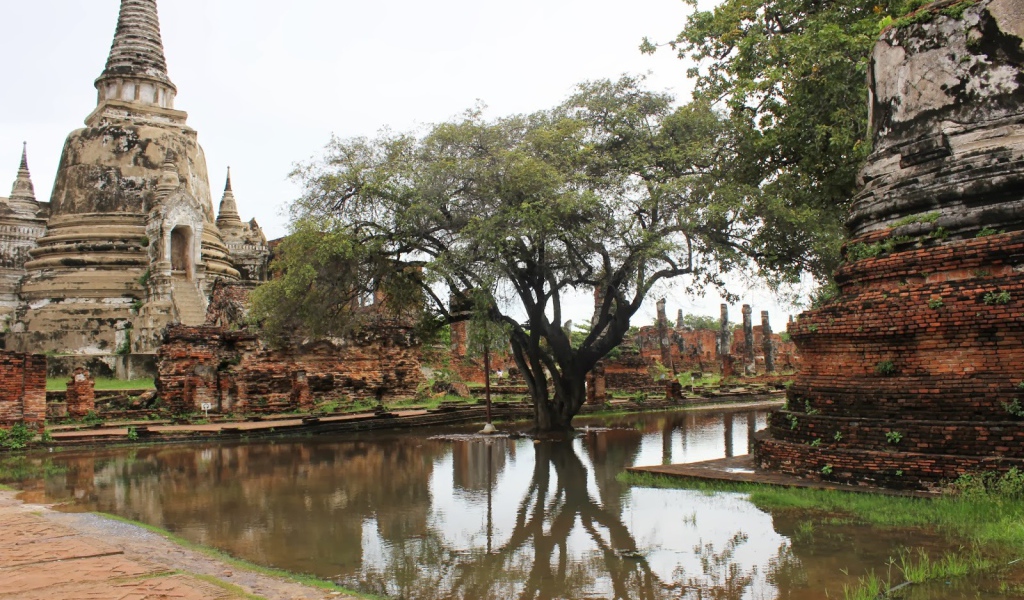 Дерево в воде на курорте Лопбури, Таиланд