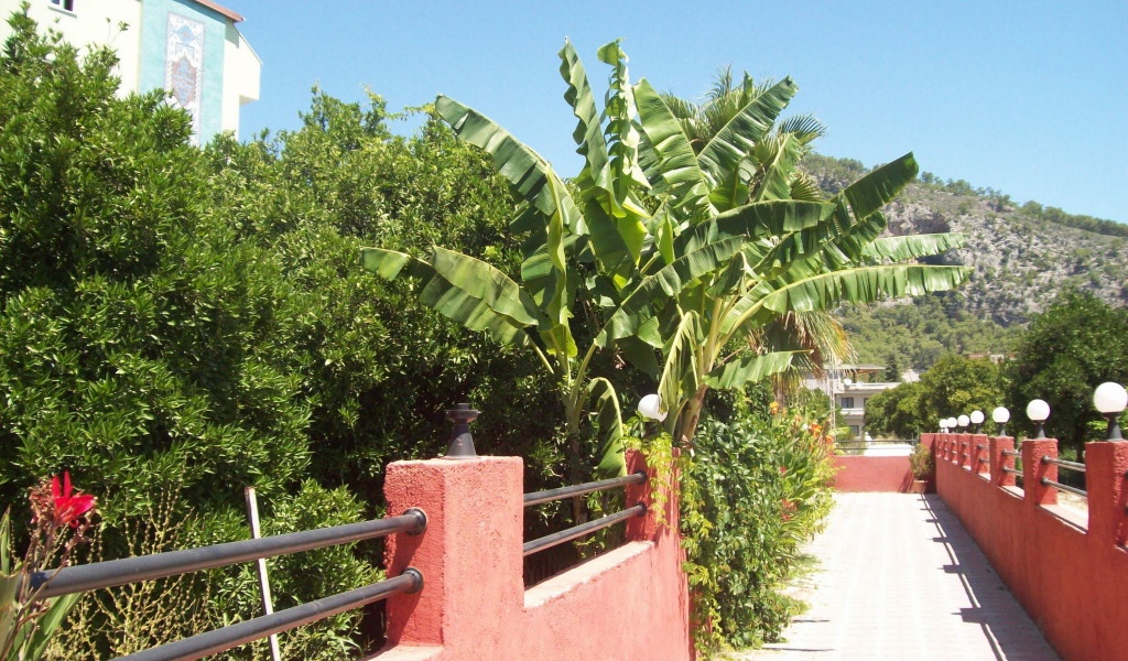 Зеленые растения в Кемере, Турция