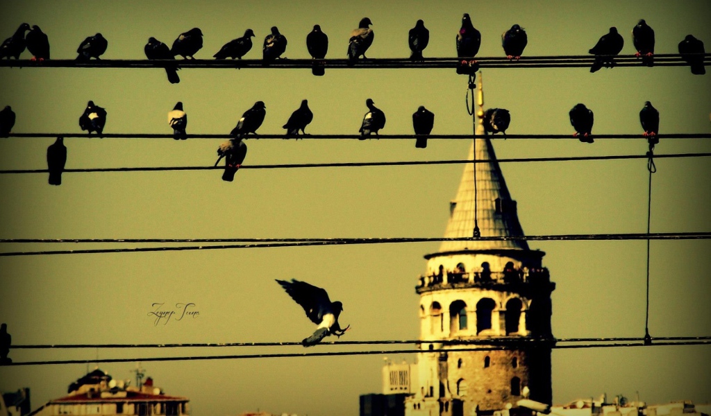 Голуби на проводах в Стамбуле