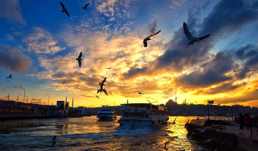 Чайки над бухтой в Стамбуле