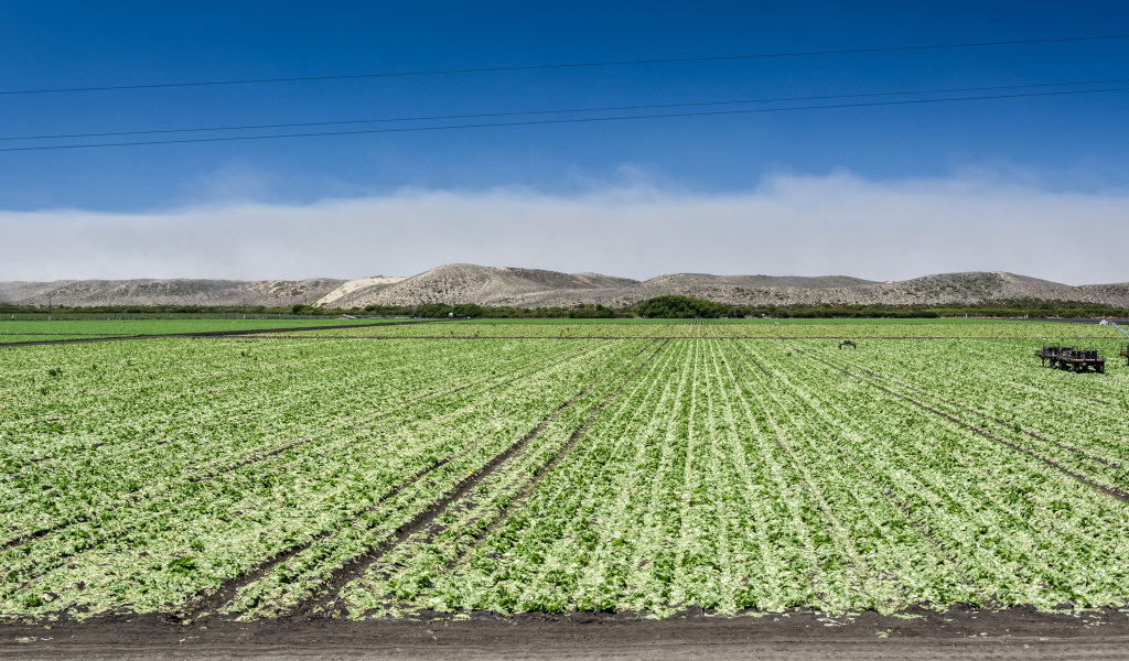 Между Монтерей и Санта-Крус, штат Калифорния, США