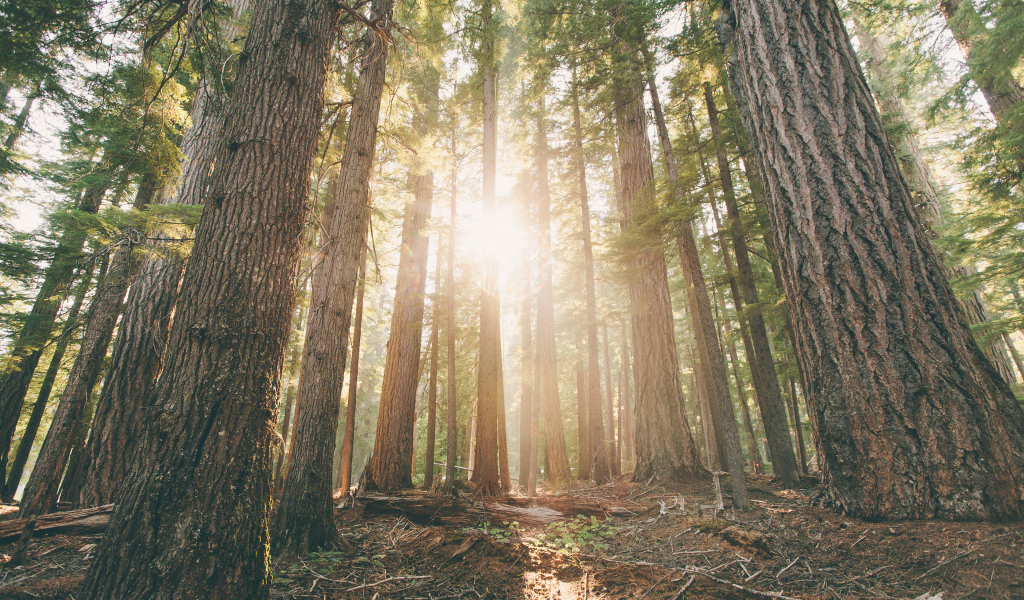 Леса в штате Орегон, США