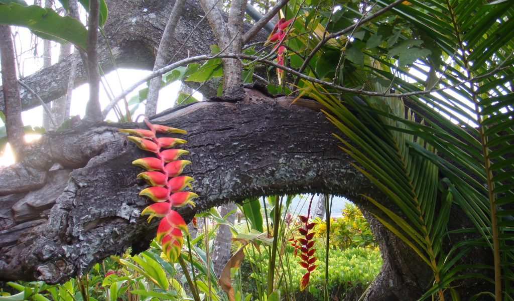 Красивые деревья в Коста-Рике