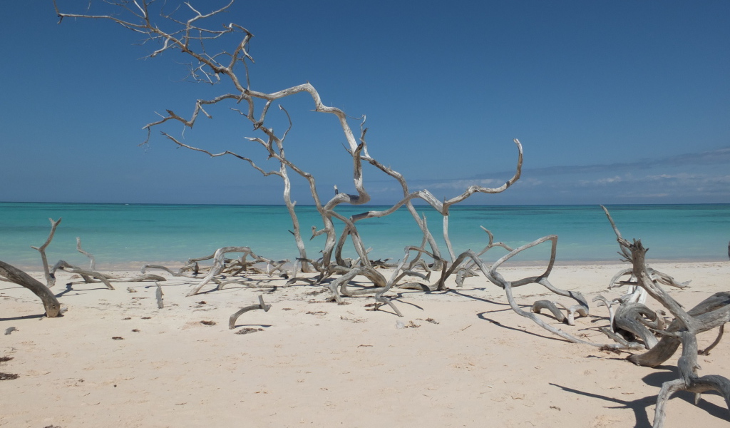 Ветки на пляже на курорте Кайо Санта Мария, Куба