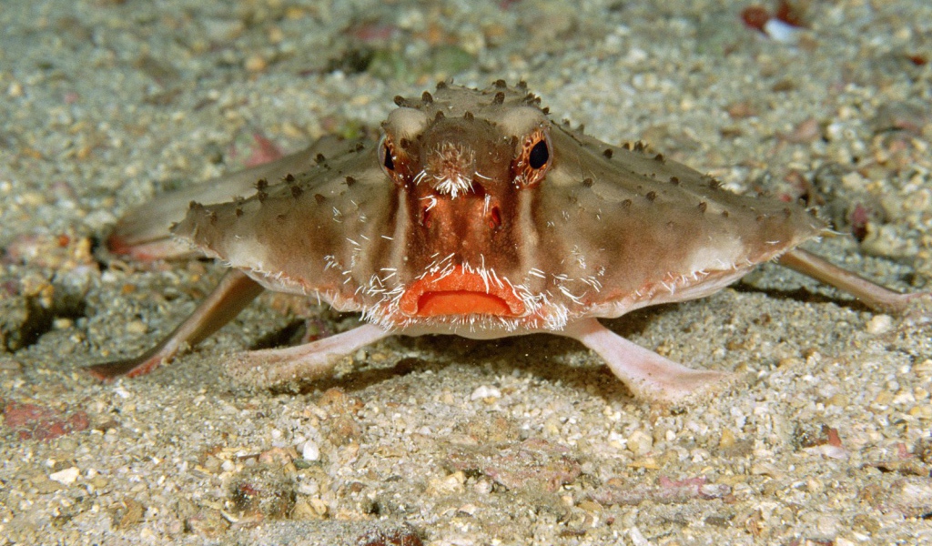 Краб в Коста-Рика