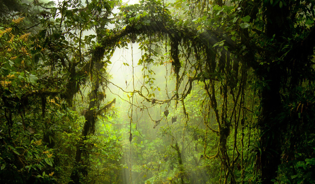 Опасные джунгли Коста-Рика