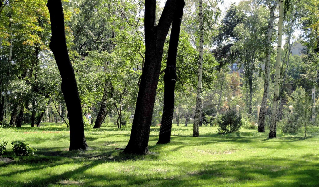 Леса в Харькове