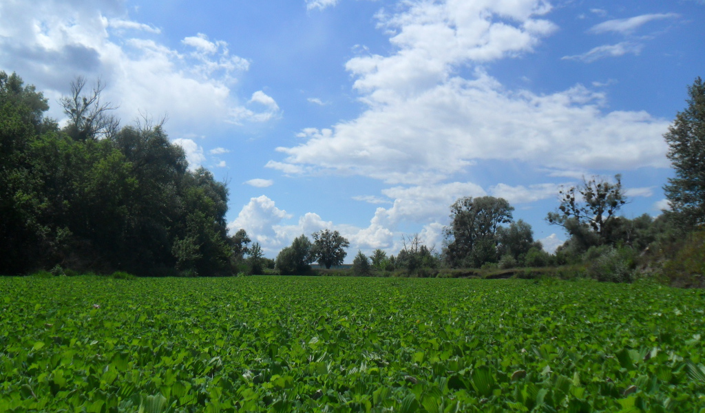 Поляны Харькова