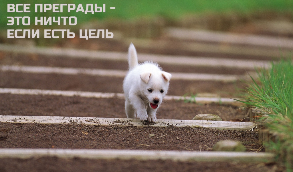 Иди к своей цели