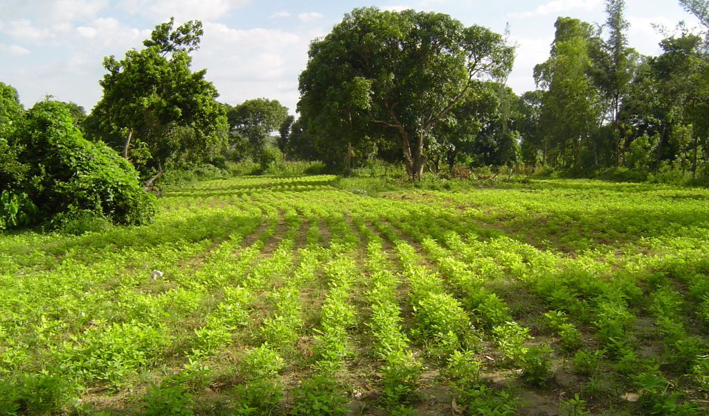 Зеленый пейзаж Гаити