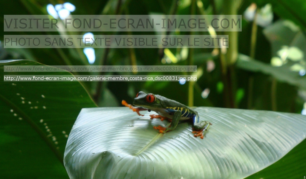 Геолинк Коста-Рика