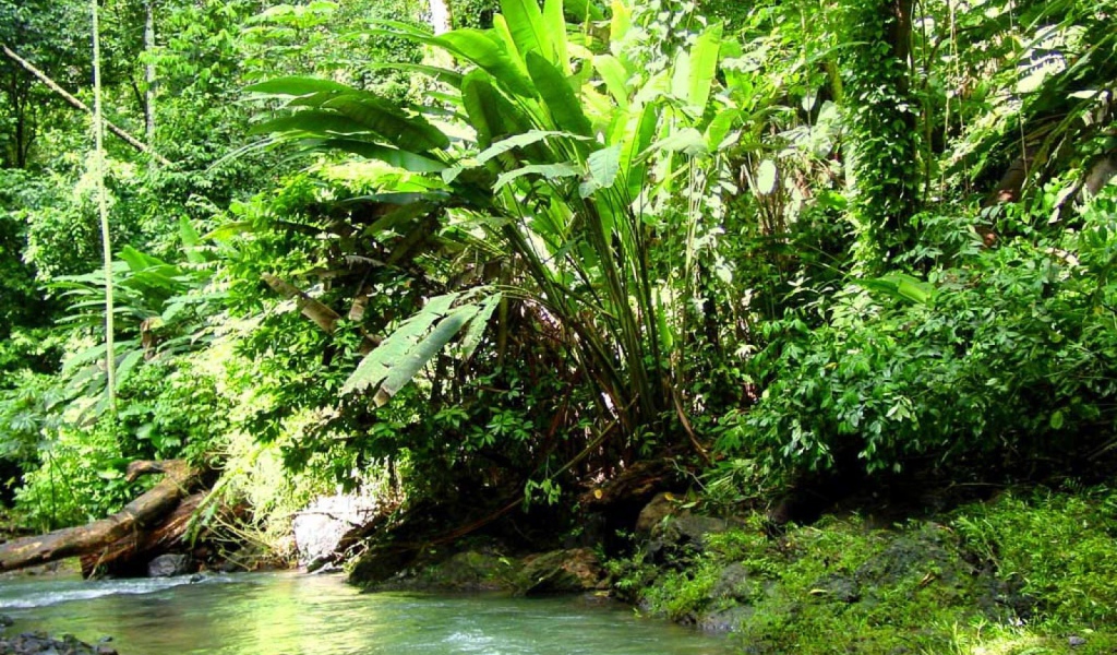 Джунгли Коста-Рика