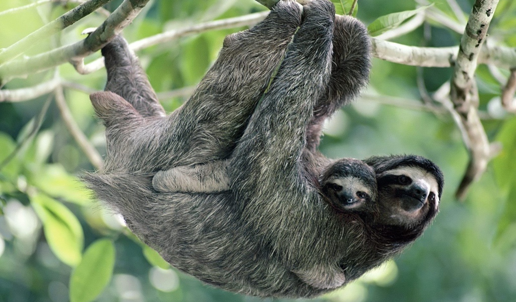 Обезьяны в лесу в Панаме