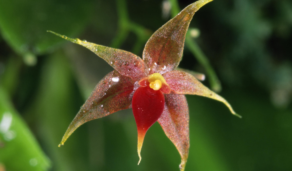 Орхидея в Коста-Рика