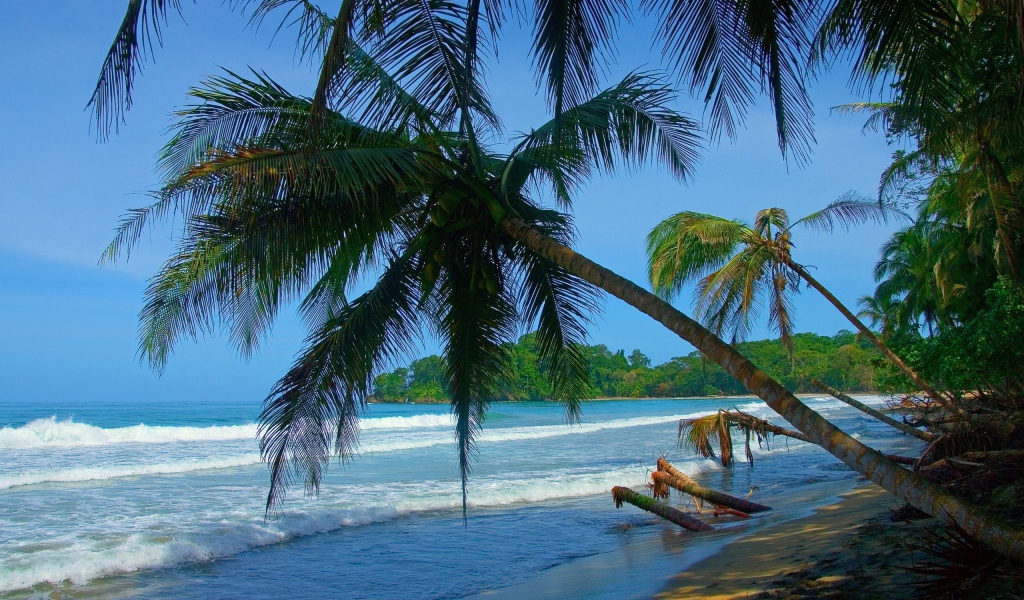 Пальмы на Коста-Рика