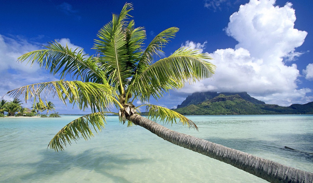 Пальма на пляже в Панаме