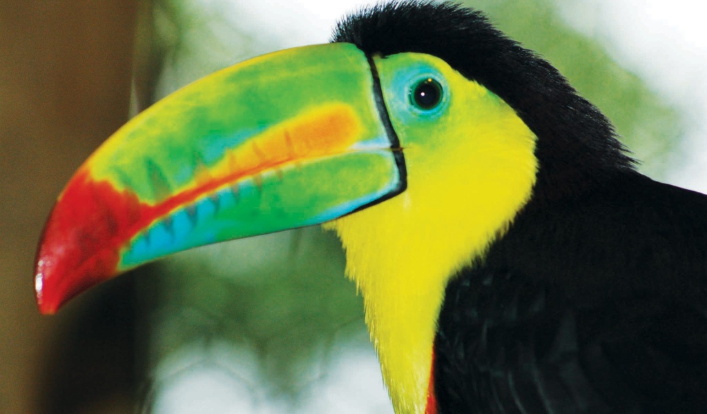 Тукан Коста-Рика