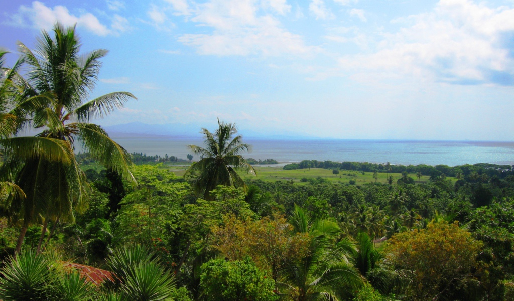 Тропический лес в Гаити