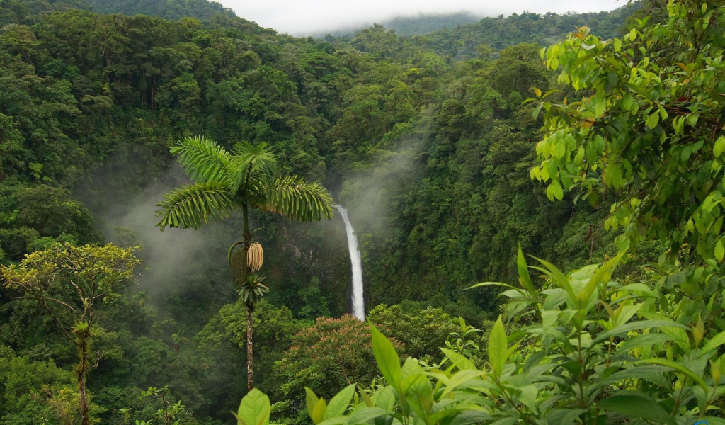 Тропические леса Коста-Рика