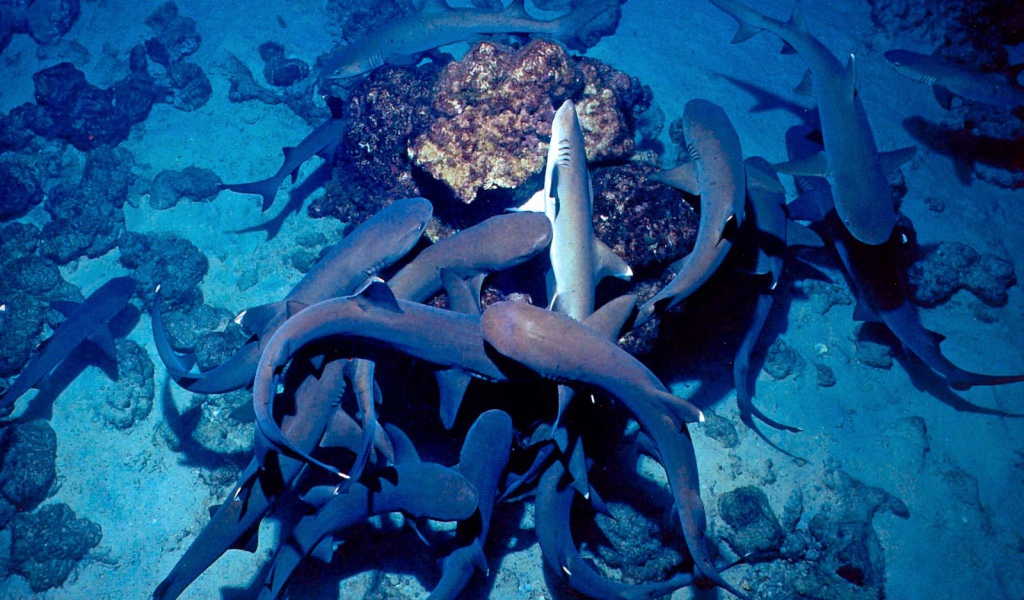 Белый Риф Коста-Рика