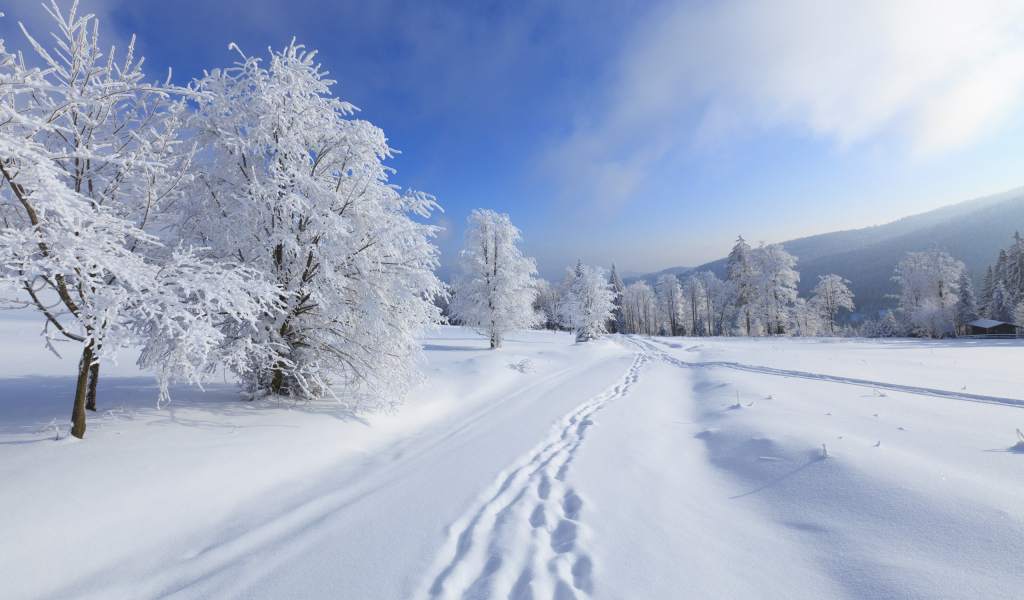 Зимние леса Киева