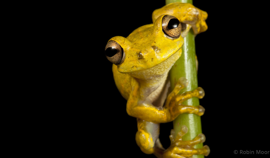 Великолепная страна Гаити