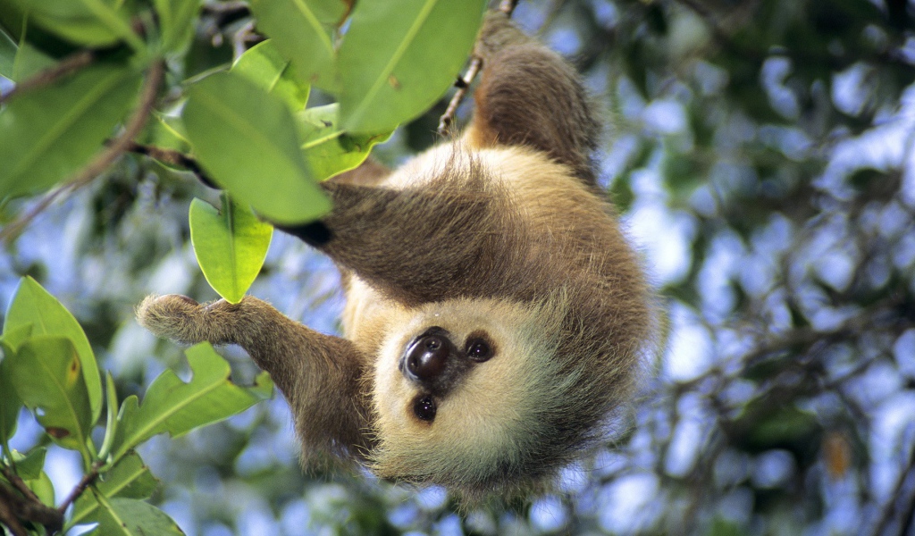 Популярное Панама