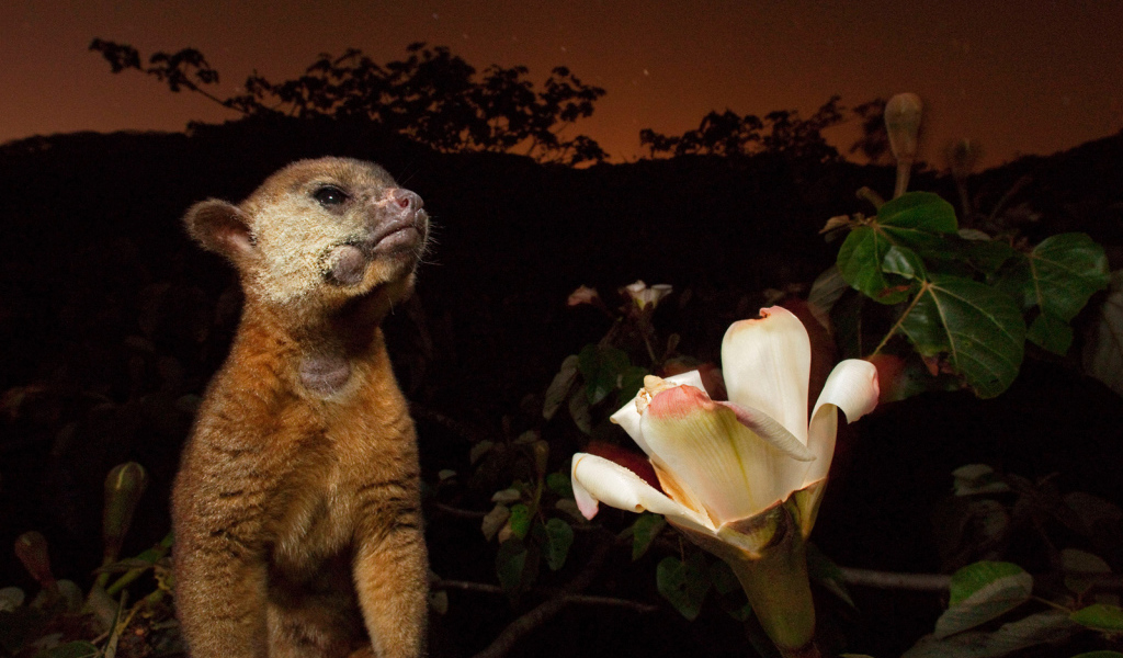 Великолепное Панама