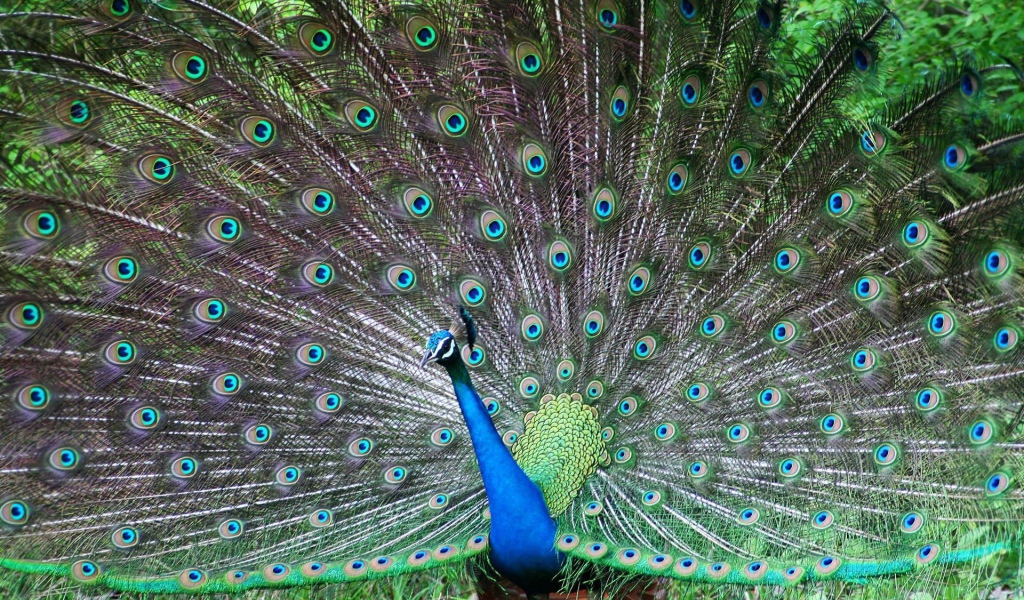 Завораживающое Панама