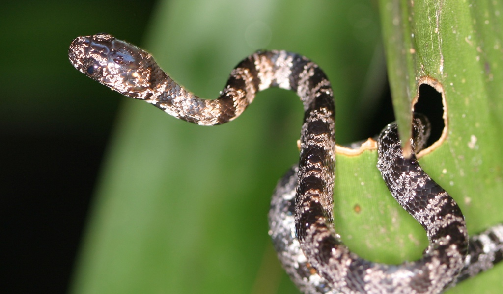 Солнечное Коста-Рика