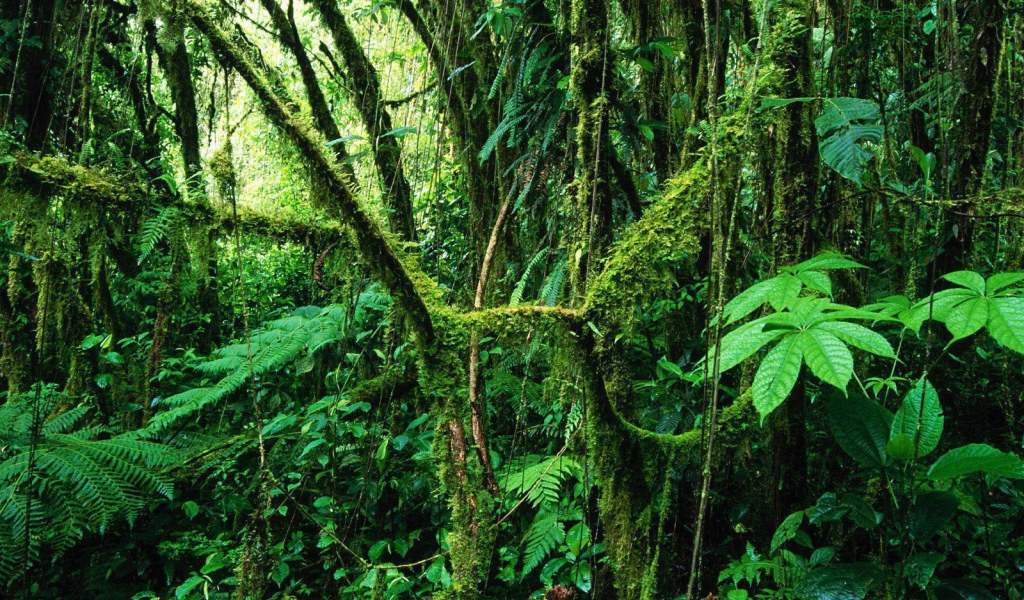 Популярное Коста-Рика