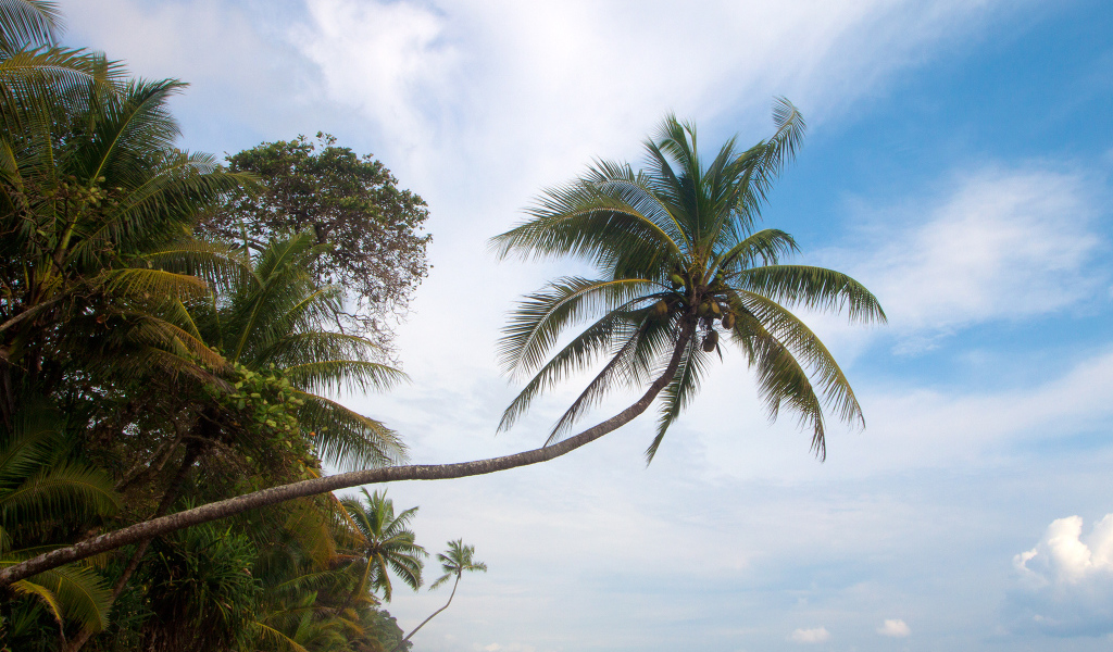 Великое Коста-Рика