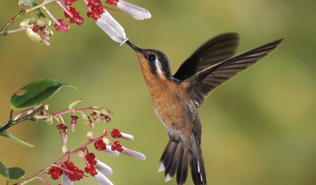 Восхитительное Коста-Рика