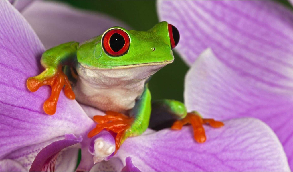 Красивая страна Коста-Рика