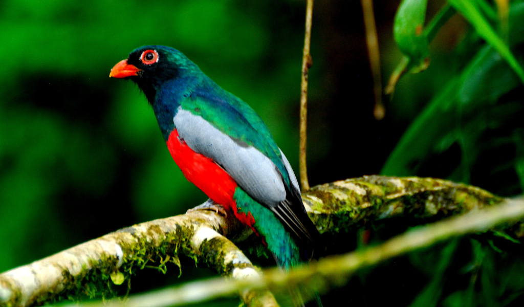 Захватывающие дух страна Коста-Рика