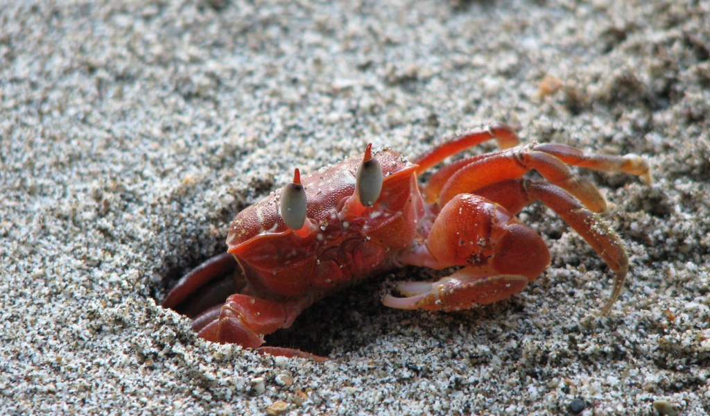 Изысканная страна Коста-Рика