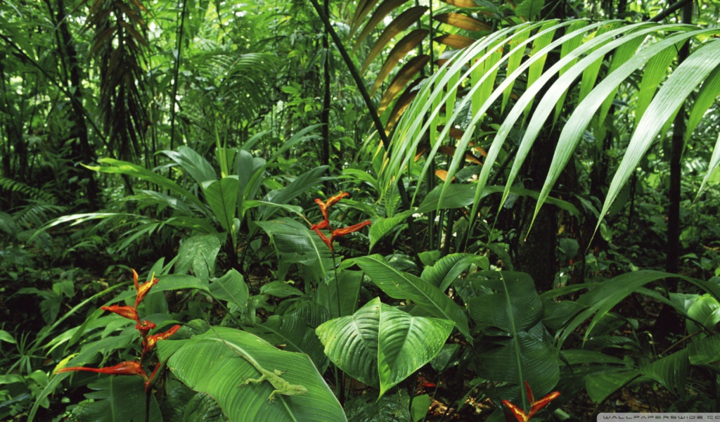 Дождевой лес Коста-Рика