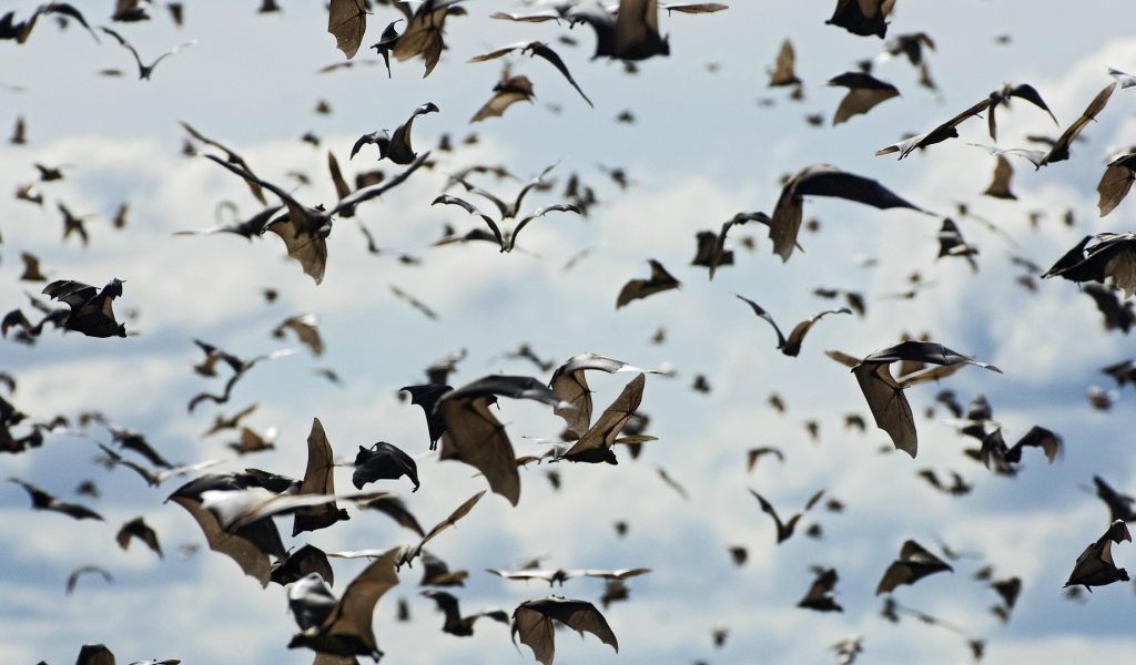 Стая летучих мышей